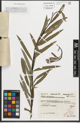 Foto von Salix purpurea L.